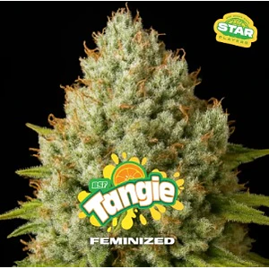 TANGIE FEM X7 - BSF