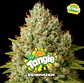 TANGIE FEM X7 - BSF - Miniatura 1
