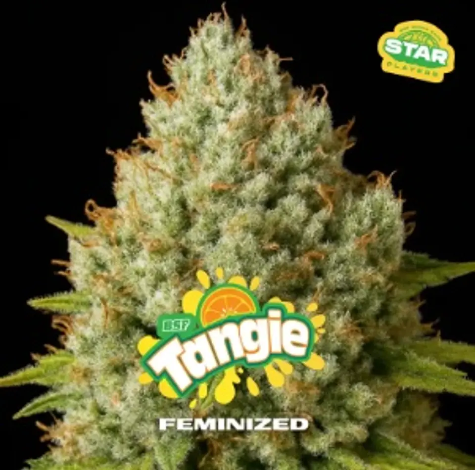TANGIE FEM X7 - BSF 1