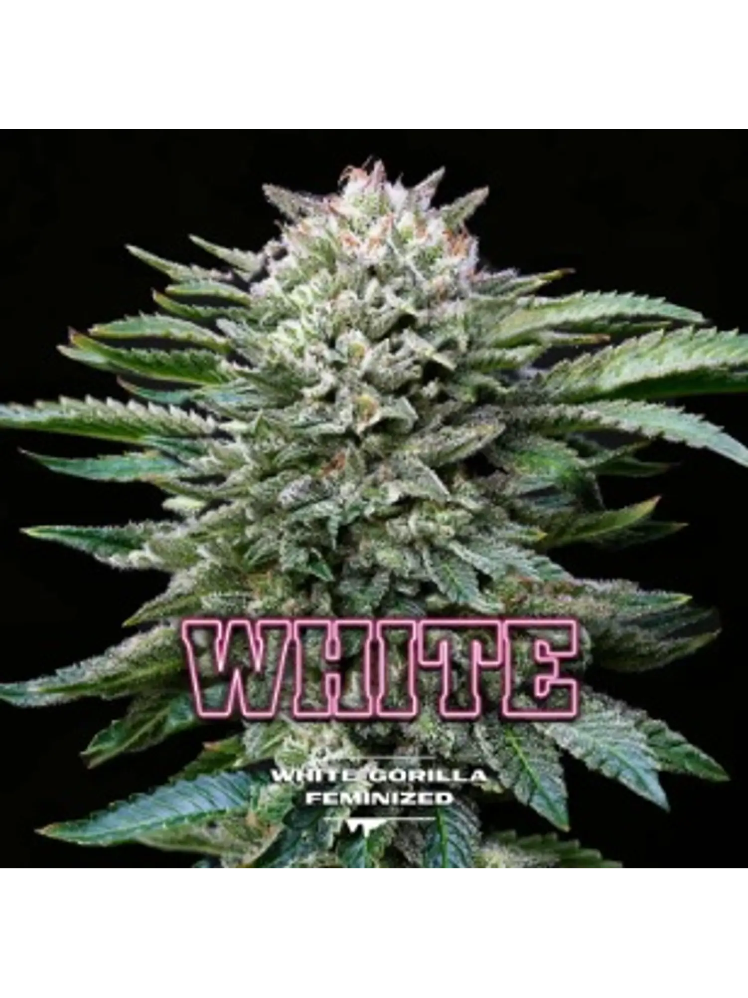 WHITE GORILLA FEM X7 - BSF 1