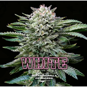WHITE GORILLA FEM X7 - BSF