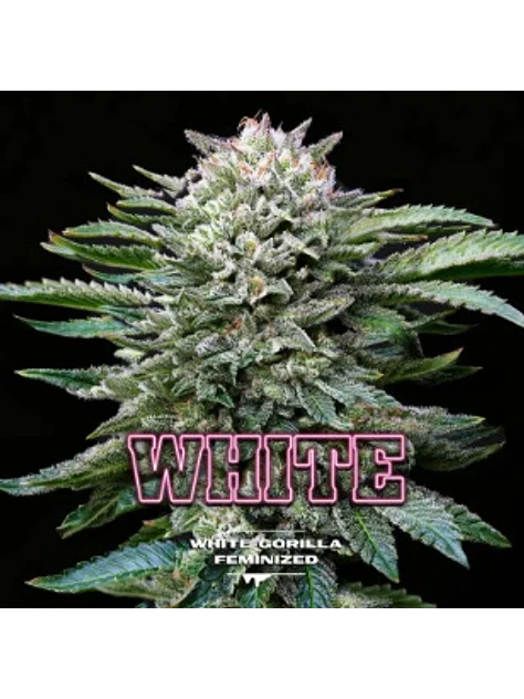 WHITE GORILLA FEM X7 - BSF 1