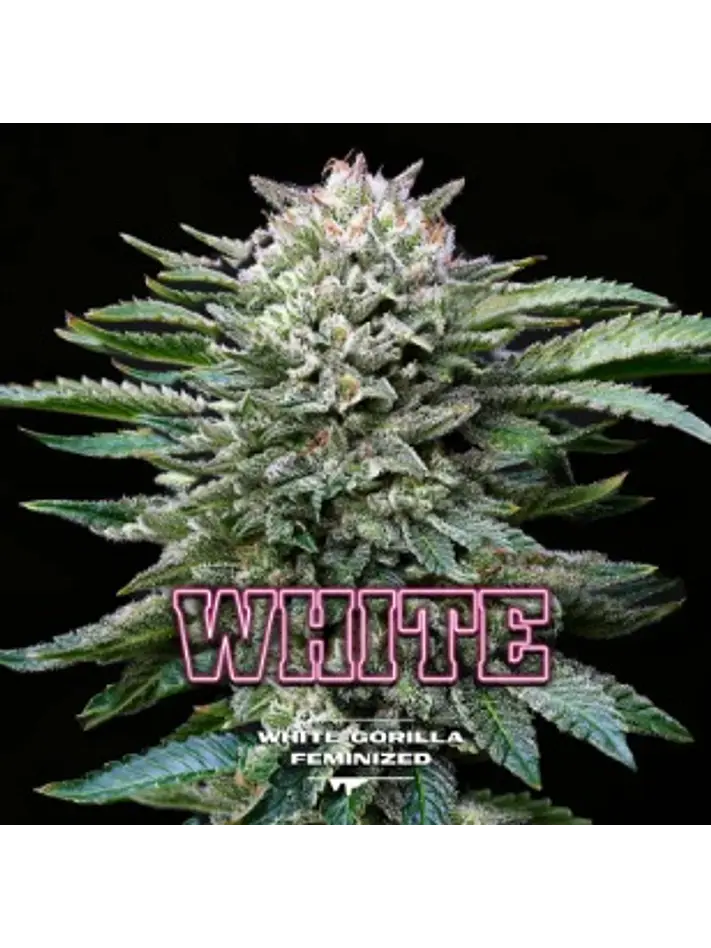 WHITE GORILLA FEM X7 - BSF 1