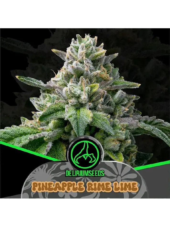 PINEAPPLE RIME LINE AUTO X4 - DELIRIUM SEEDS 1