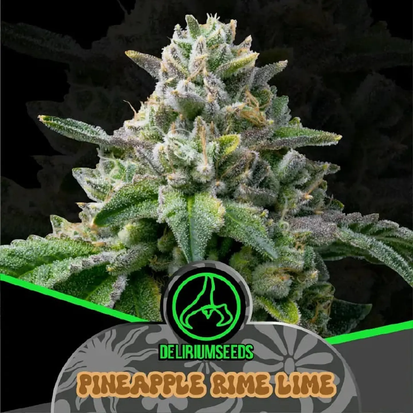 PINEAPPLE RIME LINE FAST VERSION FEM X7 - DELIRIUM SEEDS 1