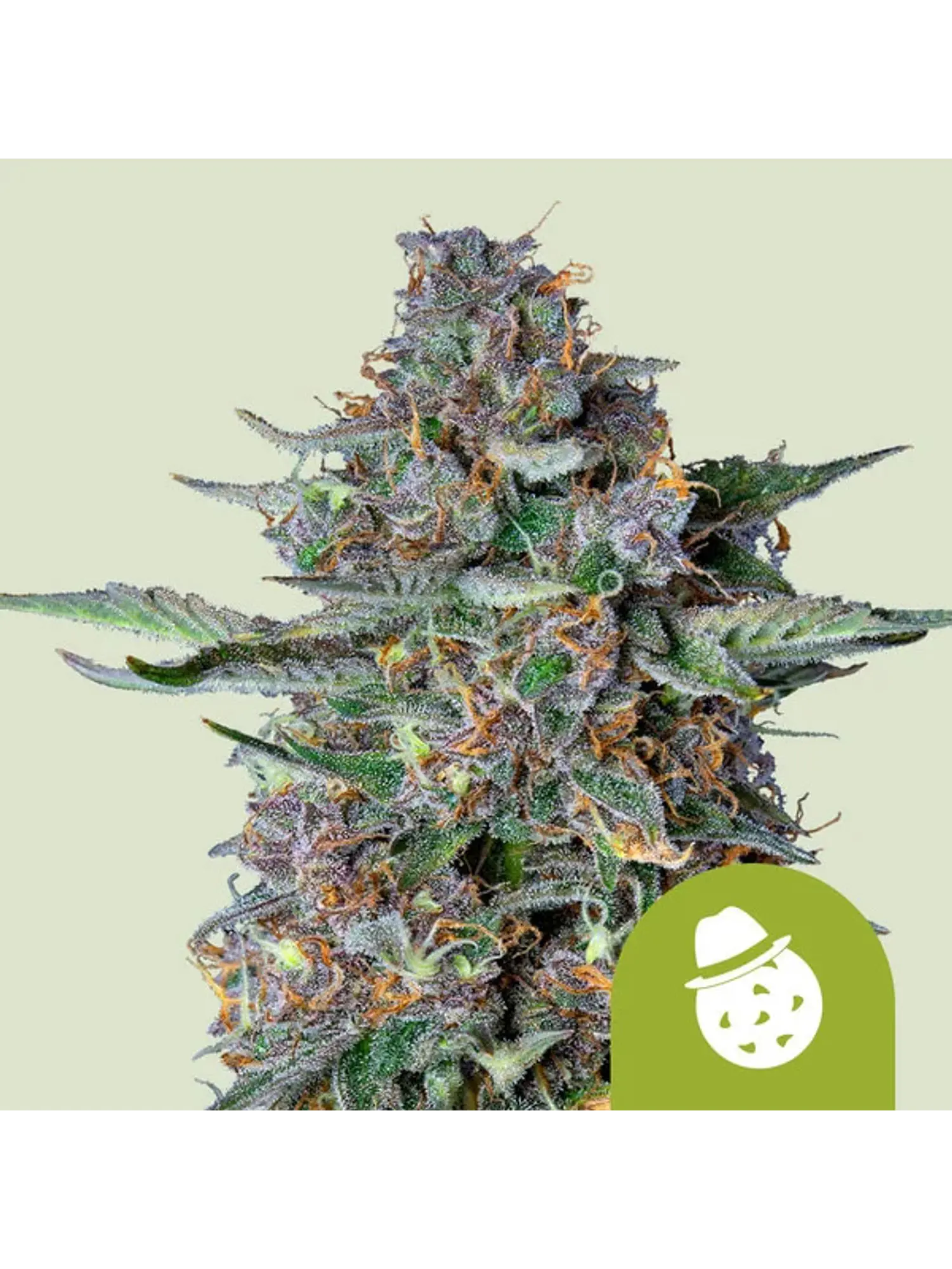 DO-SI-DOS USA PREMIUM AUTO X1- ROYAL QUEEN SEEDS 1