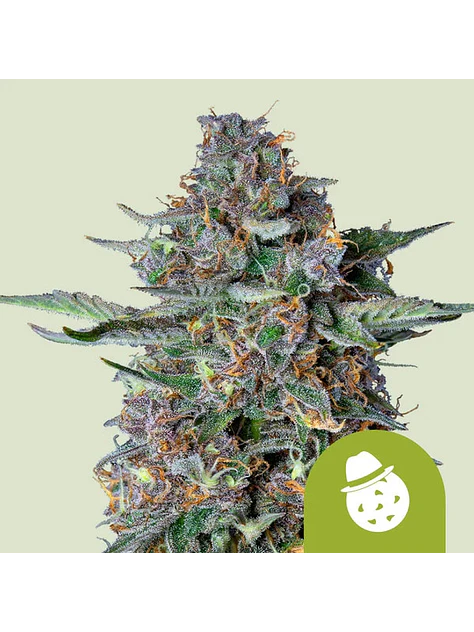 DO-SI-DOS USA PREMIUM AUTO X1- ROYAL QUEEN SEEDS 1