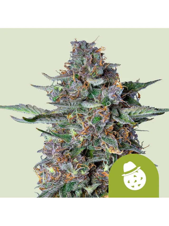 DO-SI-DOS USA PREMIUM AUTO X1- ROYAL QUEEN SEEDS 1