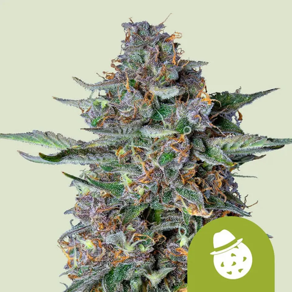 DO-SI-DOS USA PREMIUM AUTO X1- ROYAL QUEEN SEEDS 1
