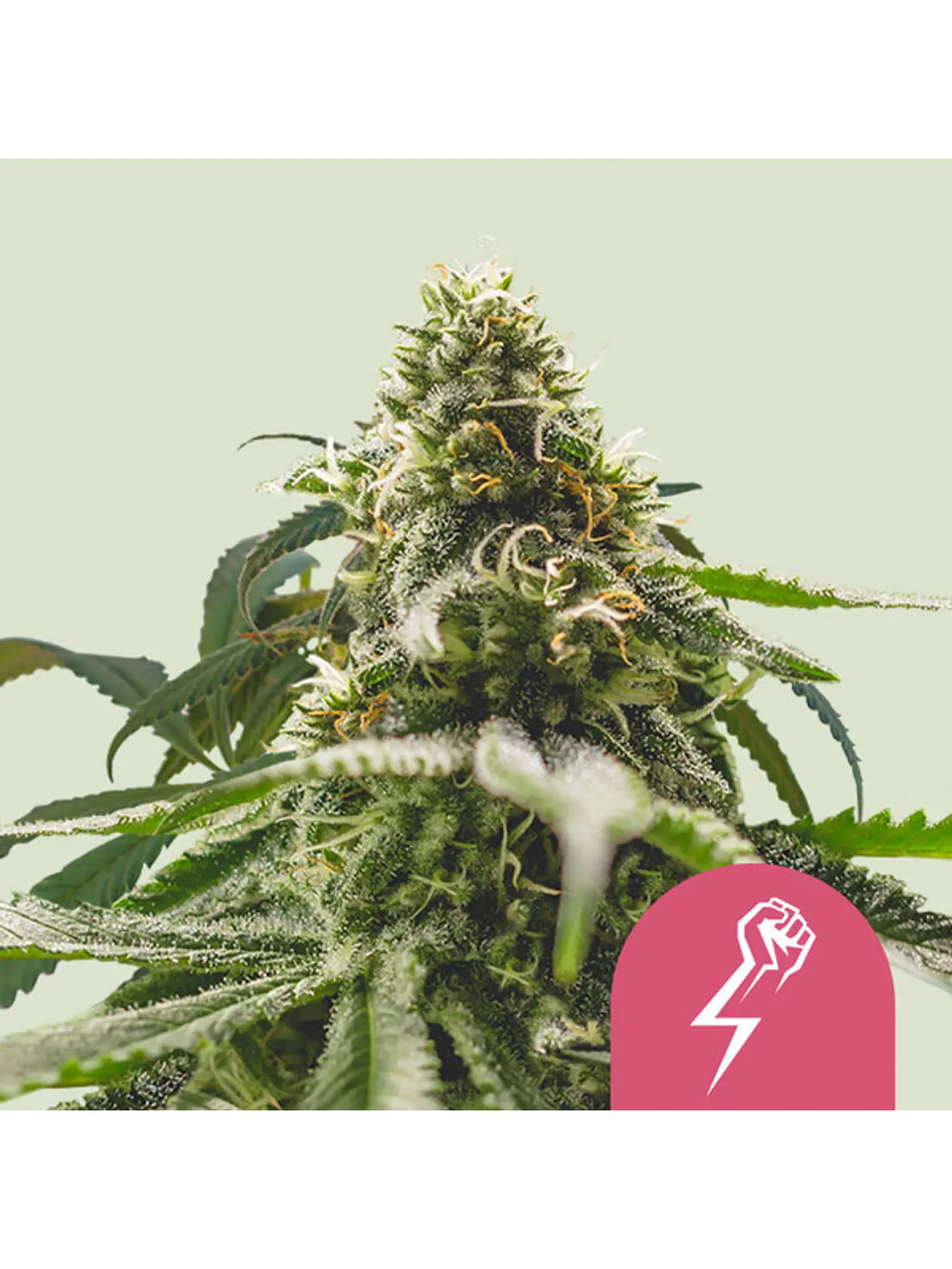 GREEN CRACK PUNCH USA PREMINUM FEM X1 - ROYAL QUEEN SEEDS 1
