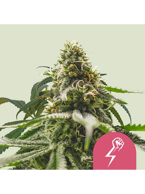 GREEN CRACK PUNCH USA PREMINUM FEM X1 - ROYAL QUEEN SEEDS 1
