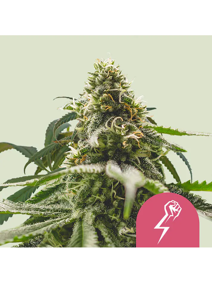 GREEN CRACK PUNCH USA PREMINUM FEM X1 - ROYAL QUEEN SEEDS 1