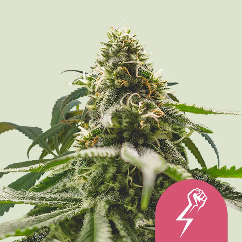 GREEN CRACK PUNCH USA PREMINUM FEM X1 - ROYAL QUEEN SEEDS 1