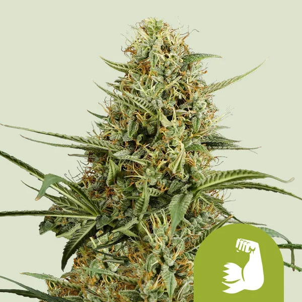 HULKBERRY AUTO X1 - ROYAL QUEEN SEEDS 1