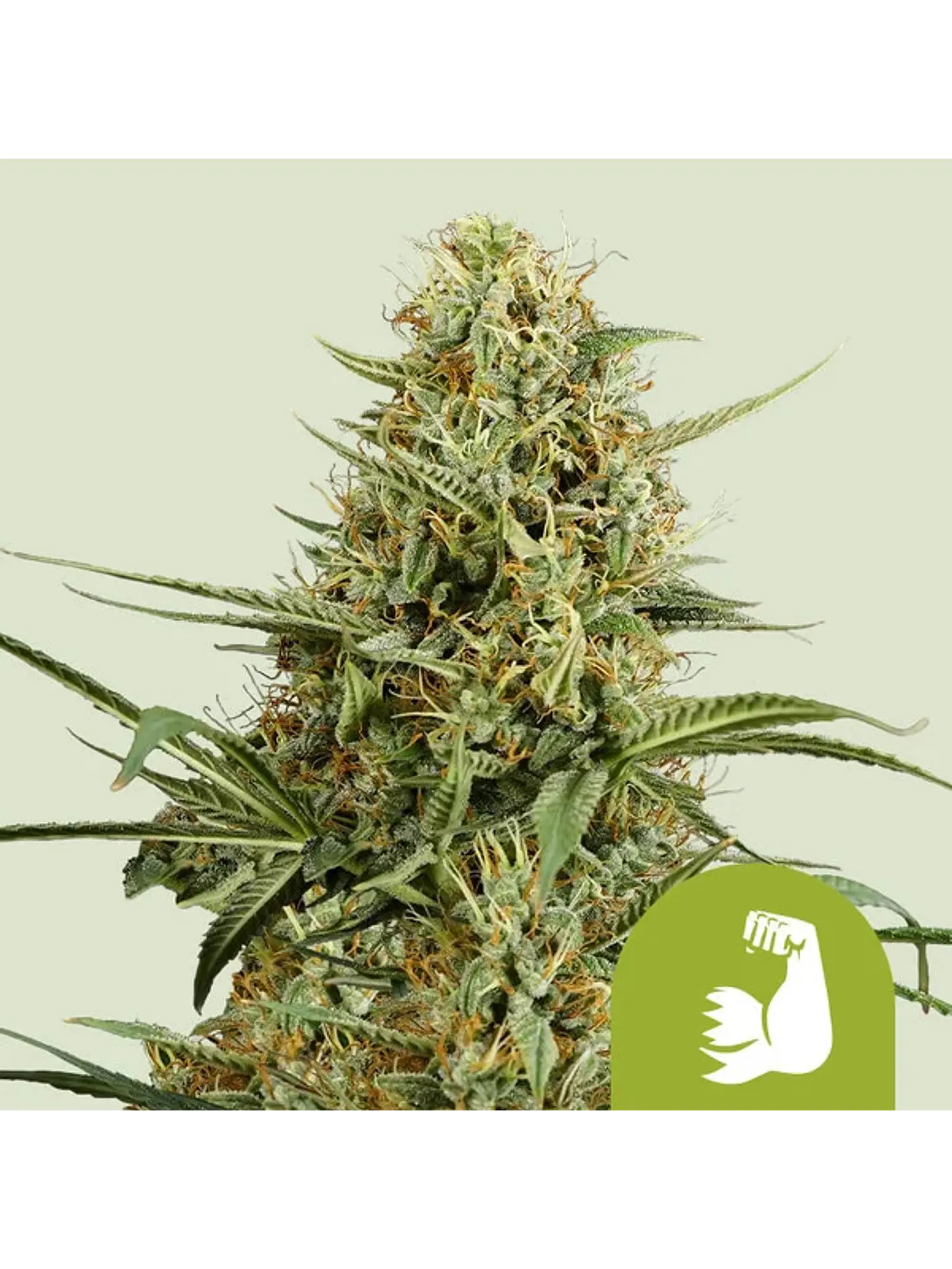 HULKBERRY AUTO X1 - ROYAL QUEEN SEEDS 1