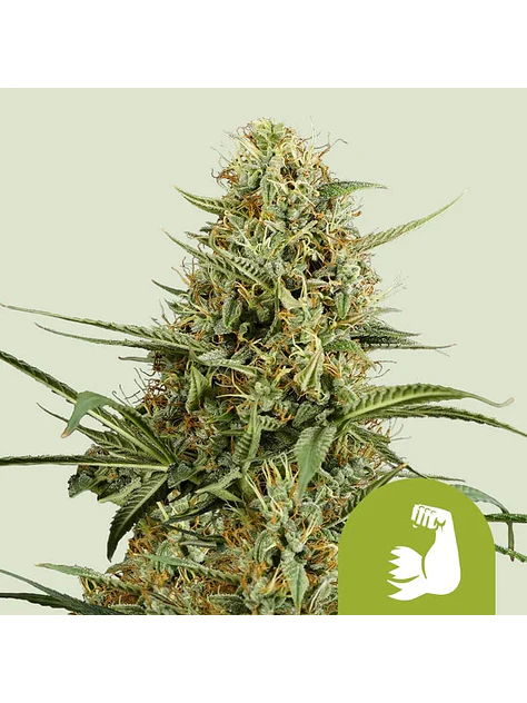 HULKBERRY AUTO X1 - ROYAL QUEEN SEEDS 1