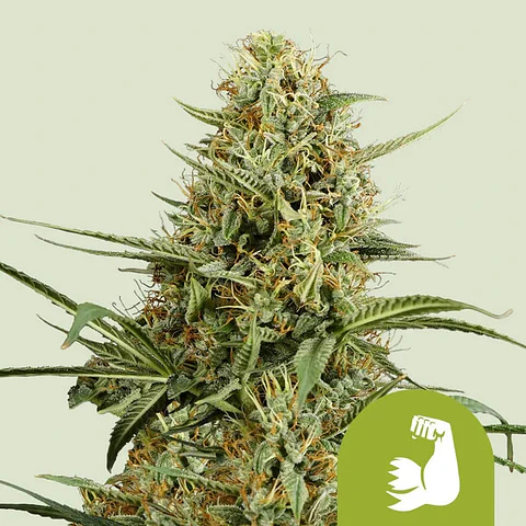 HULKBERRY AUTO X1 - ROYAL QUEEN SEEDS