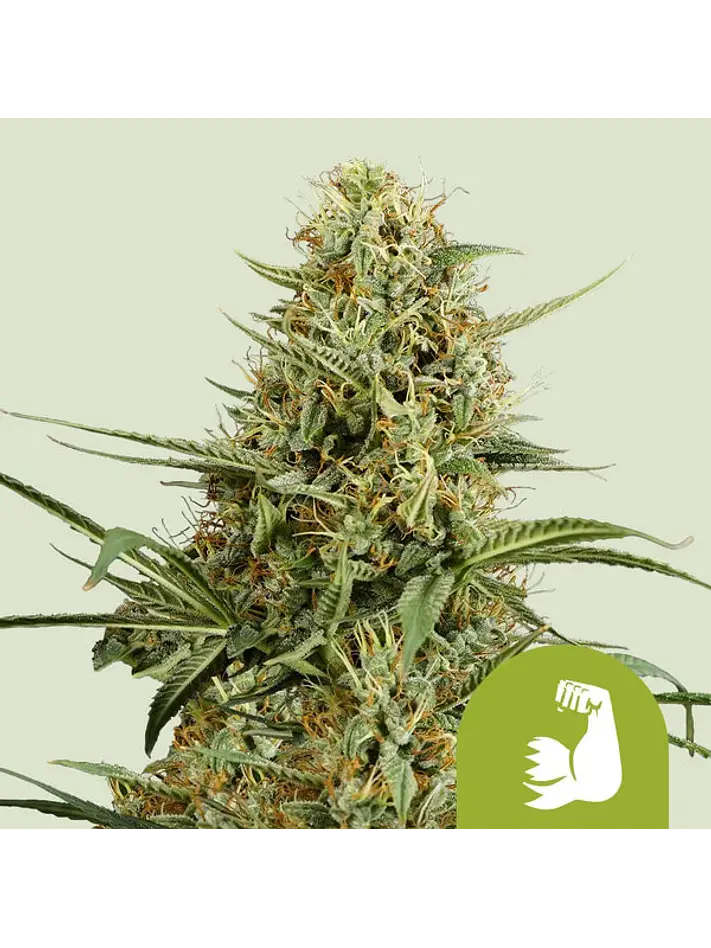 HULKBERRY AUTO X1 - ROYAL QUEEN SEEDS 1