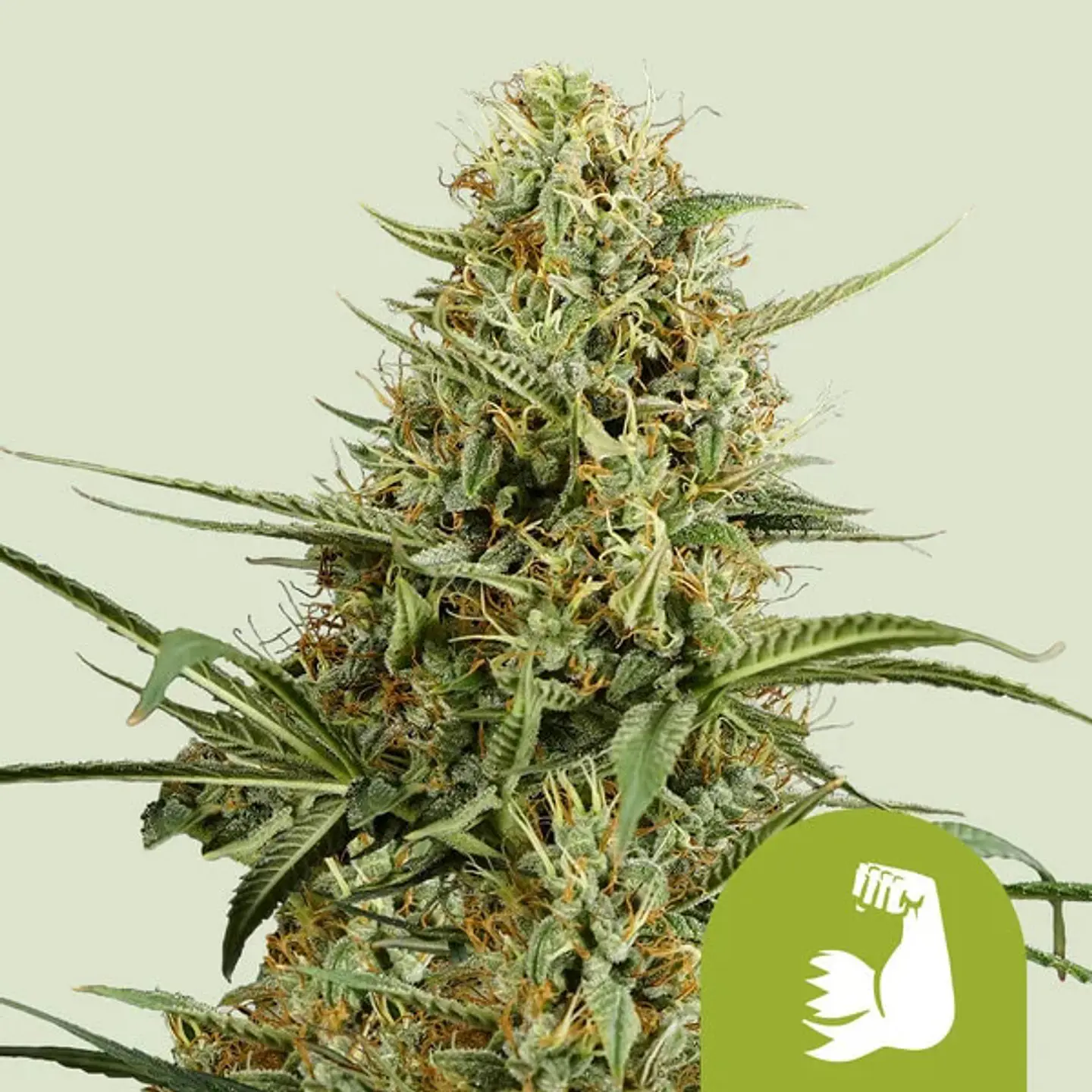 HULKBERRY AUTO X1 - ROYAL QUEEN SEEDS 1