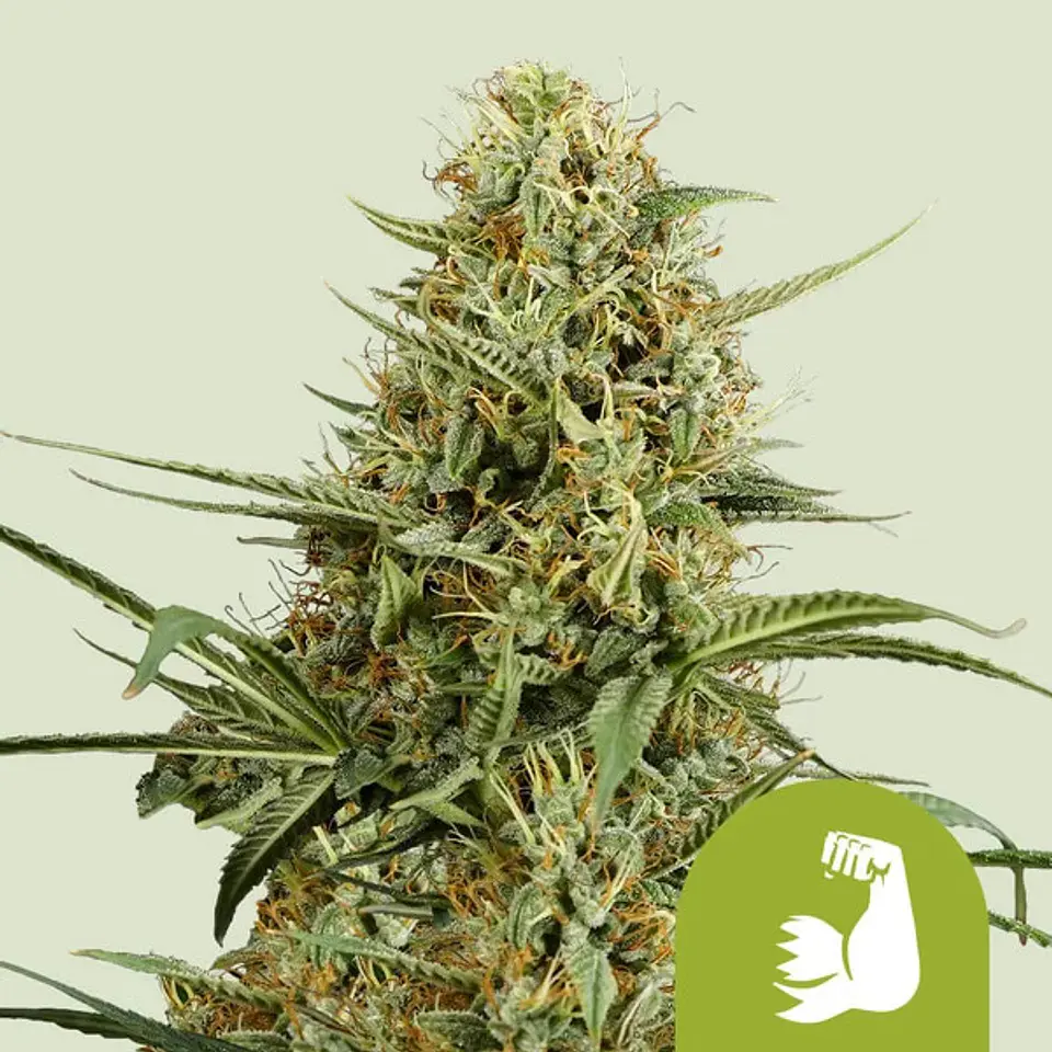 HULKBERRY AUTO X1 - ROYAL QUEEN SEEDS 1