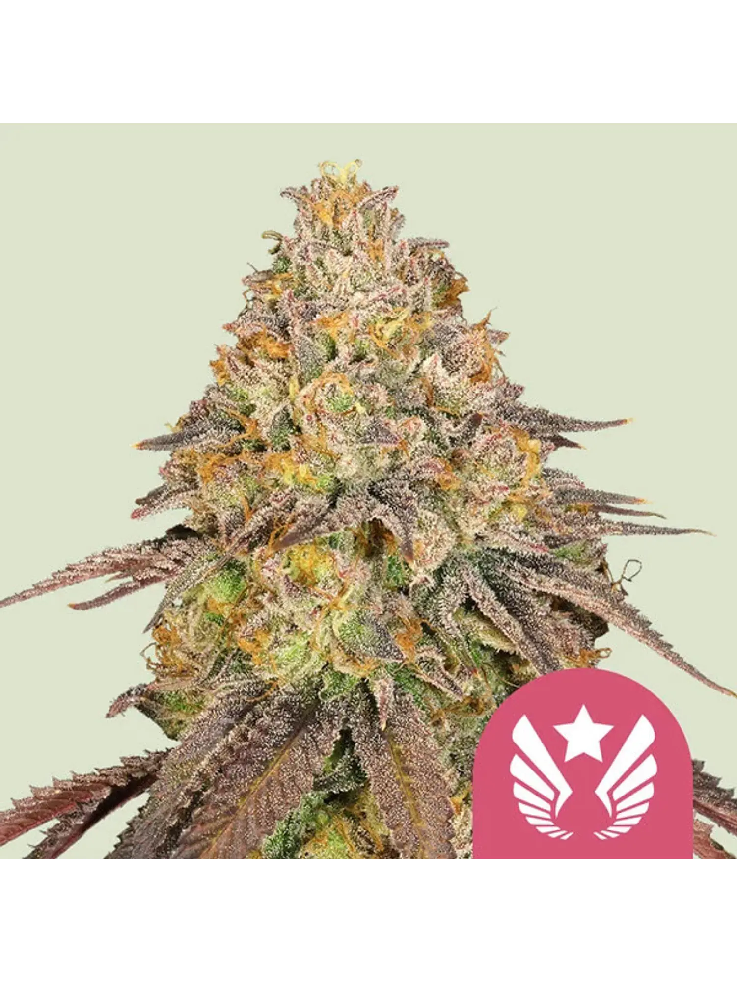LEGENDARY OG PUNCH USA PREMIUM FEM  X1 - ROYAL QUEEN SEEDS 1