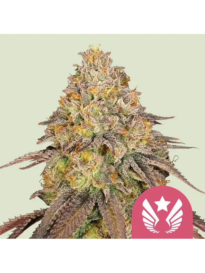 LEGENDARY OG PUNCH USA PREMIUM FEM  X1 - ROYAL QUEEN SEEDS 1