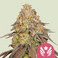 LEGENDARY OG PUNCH USA PREMIUM FEM  (X1 /X3)- ROYAL QUEEN SEEDS - Miniatura 1