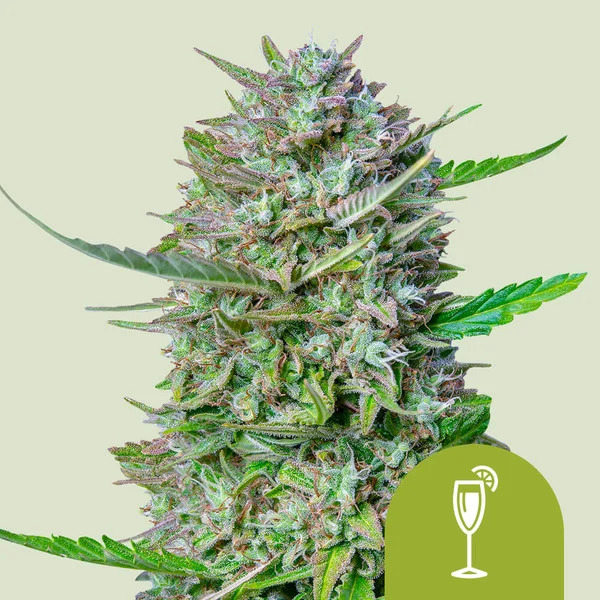 MIMOSA USA PREMIUM AUTO X1 - ROYAL QUEEN SEEDS 1