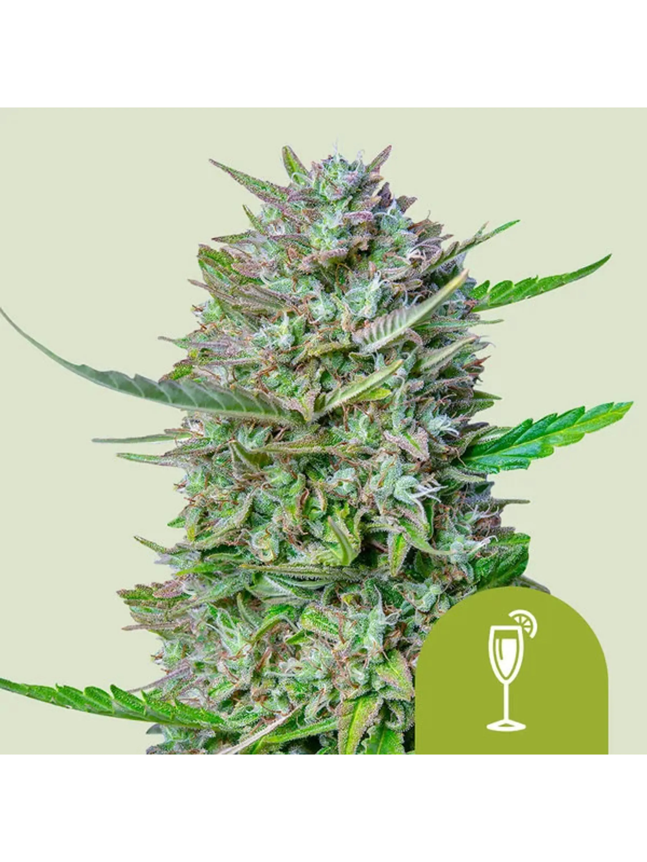 MIMOSA USA PREMIUM AUTO X1 - ROYAL QUEEN SEEDS 1
