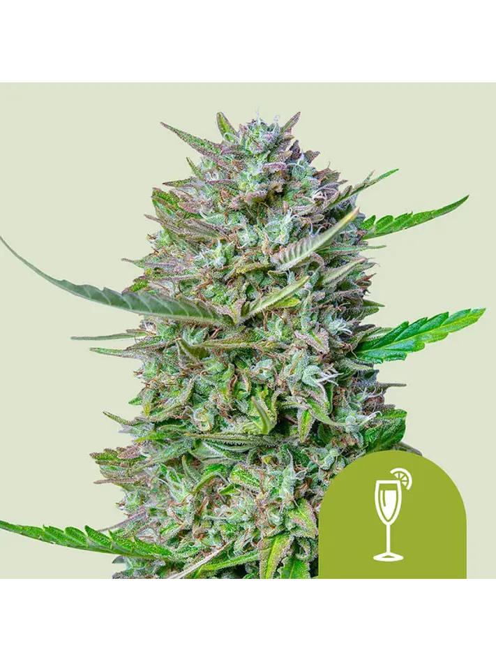 MIMOSA USA PREMIUM AUTO X1 - ROYAL QUEEN SEEDS 1