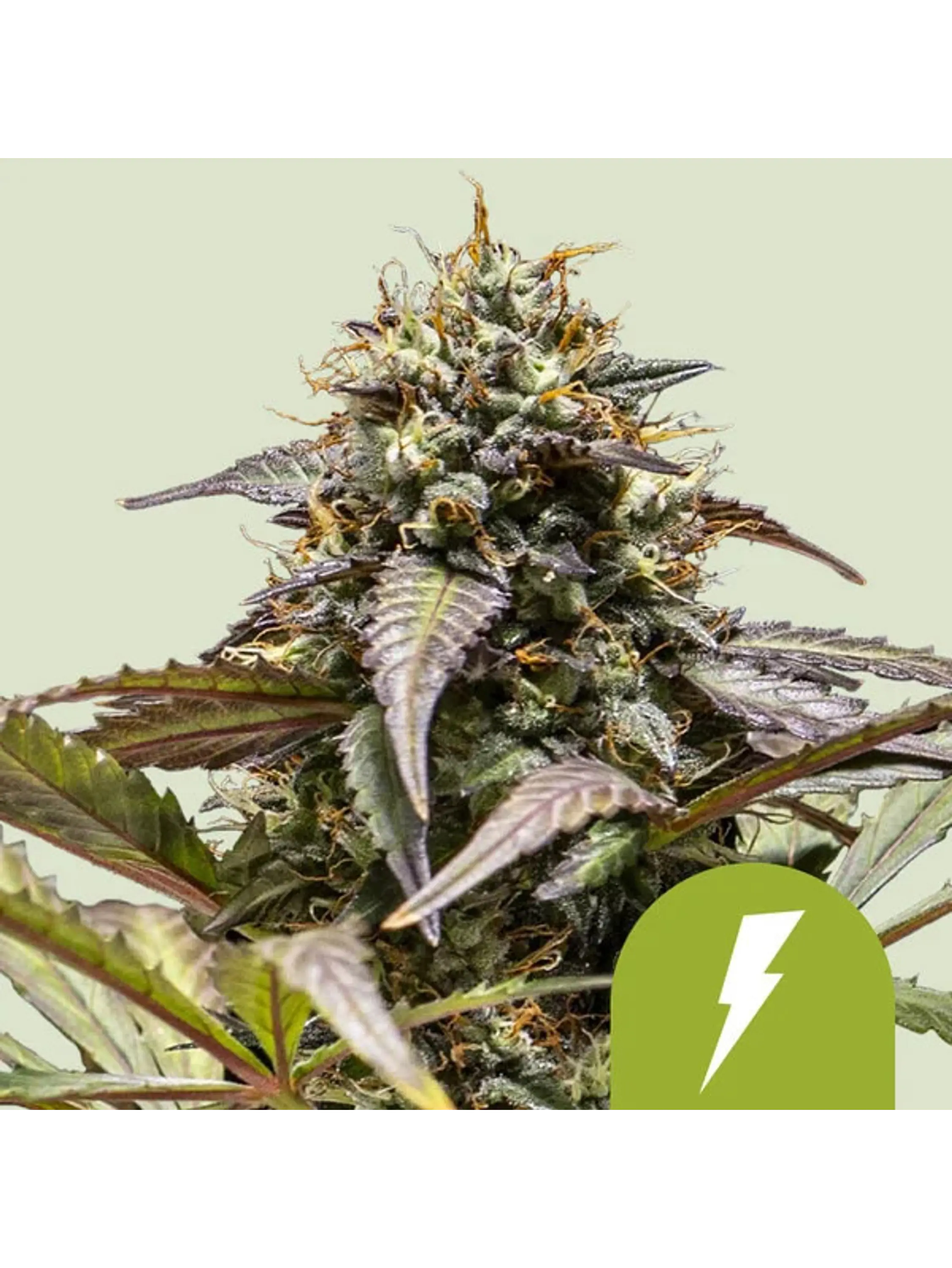 NORTH THUNDERFUCK USA PREMIUM AUTO X1 - ROYAL QUEEN SEEDS 1