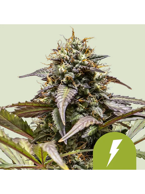 NORTH THUNDERFUCK USA PREMIUM AUTO X1 - ROYAL QUEEN SEEDS 1