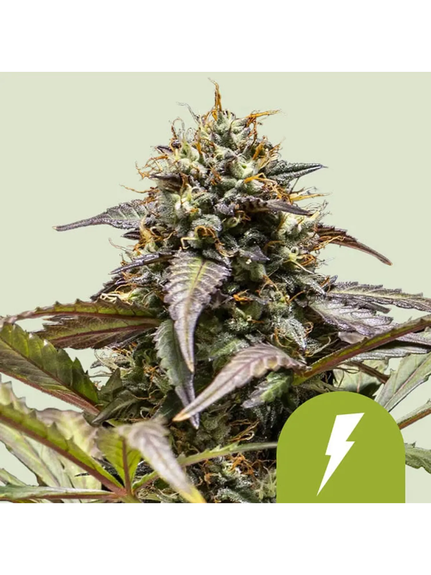 NORTH THUNDERFUCK USA PREMIUM AUTO X3 - ROYAL QUEEN SEEDS 1
