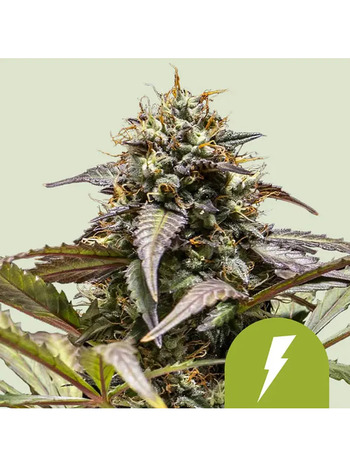 NORTH THUNDERFUCK USA PREMIUM AUTO X3 - ROYAL QUEEN SEEDS 1