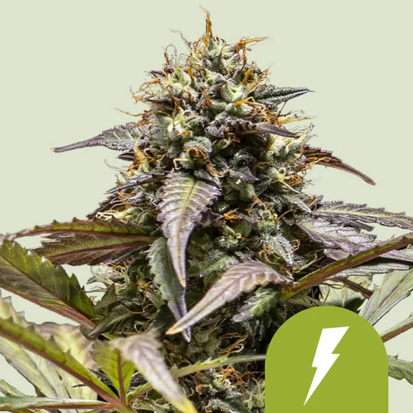 NORTH THUNDERFUCK USA PREMIUM AUTO (X1/X3 )- ROYAL QUEEN SEEDS 1