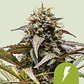 NORTH THUNDERFUCK USA PREMIUM AUTO (X1/X3 )- ROYAL QUEEN SEEDS - Miniatura 1