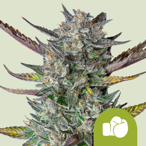 PURPLE PUNCH USA PREMIUM AUTO X1 - ROYAL QUEEN SEEDS 1