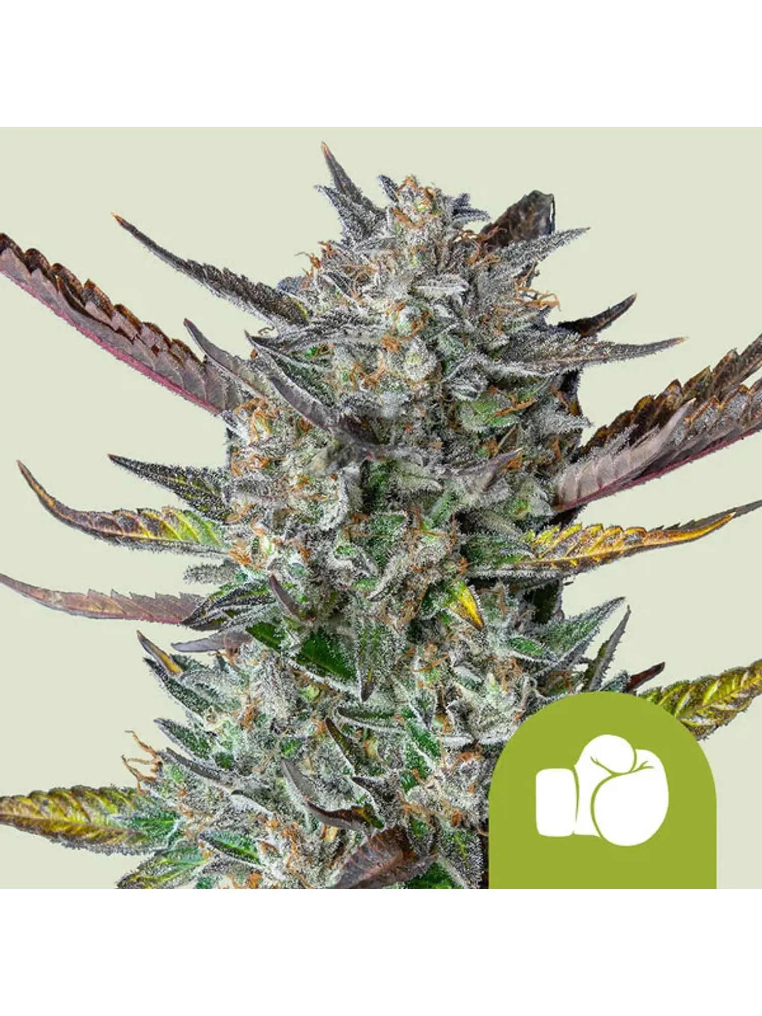 PURPLE PUNCH USA PREMIUM AUTO X1 - ROYAL QUEEN SEEDS 1