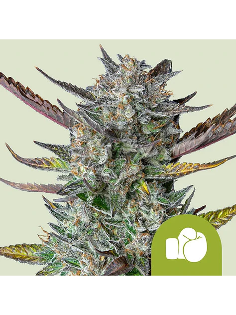 PURPLE PUNCH USA PREMIUM AUTO X1 - ROYAL QUEEN SEEDS 1