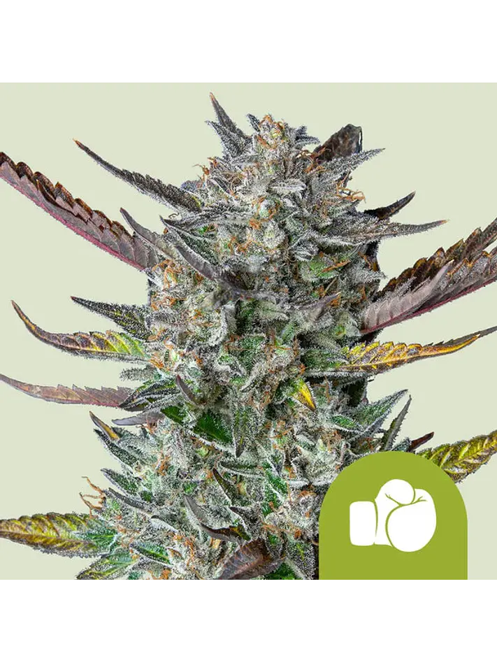 PURPLE PUNCH USA PREMIUM AUTO X1 - ROYAL QUEEN SEEDS 1