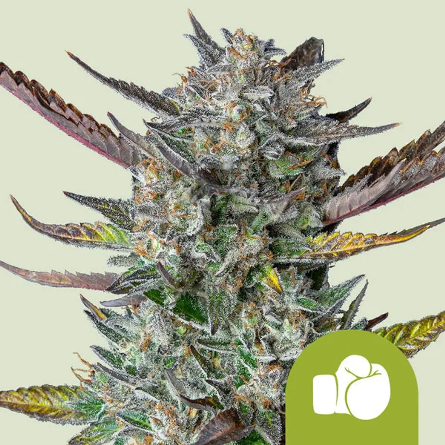 PURPLE PUNCH USA PREMIUM AUTO X1 - ROYAL QUEEN SEEDS 1