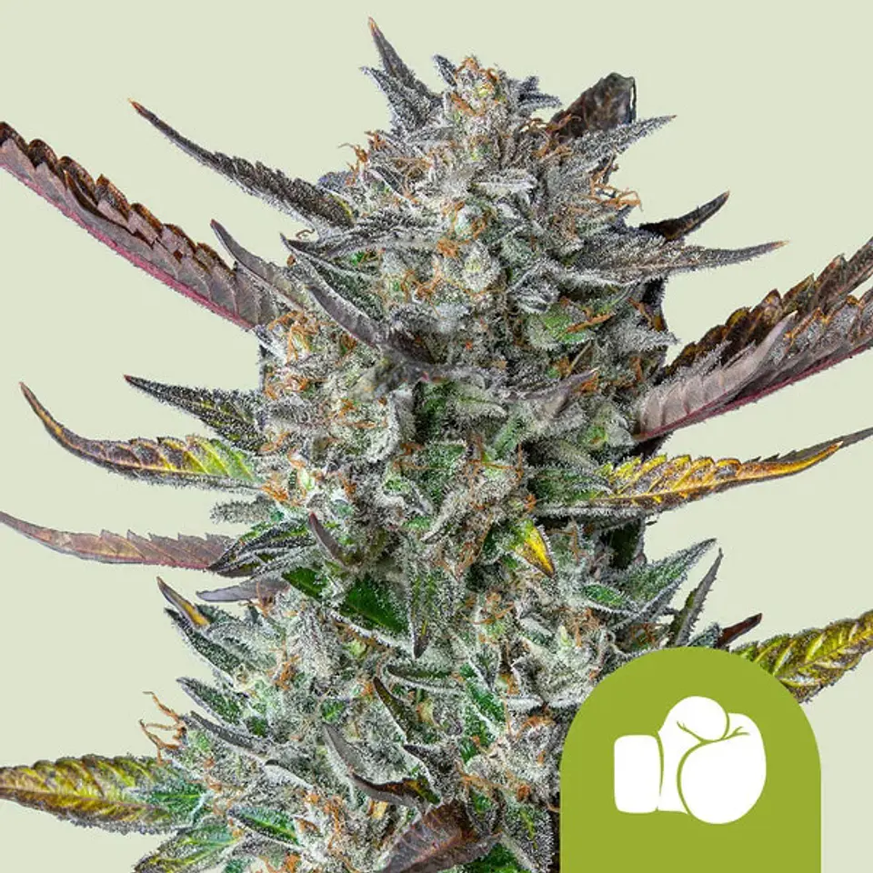 PURPLE PUNCH USA PREMIUM AUTO X1 - ROYAL QUEEN SEEDS 1