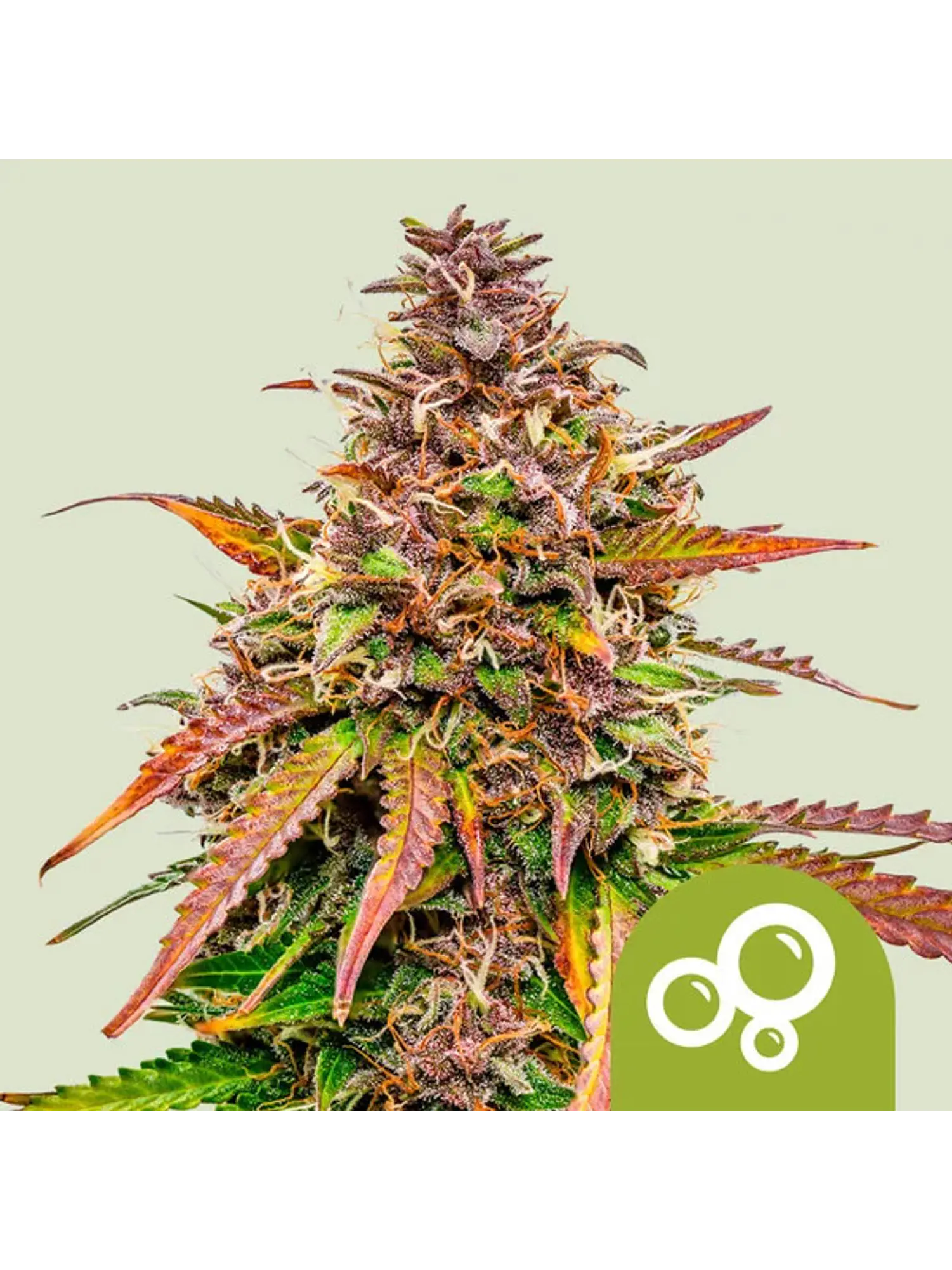 ROYAL BUBBLE KUSH AUTO X3 - ROYAL QUEEN SEEDS 1