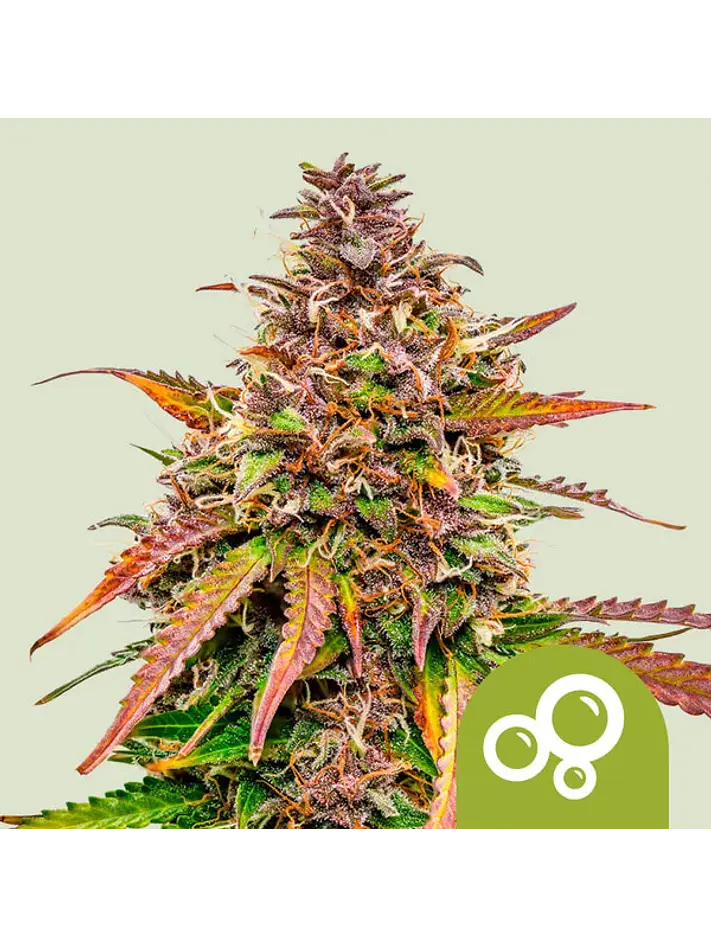 ROYAL BUBBLE KUSH AUTO X3 - ROYAL QUEEN SEEDS 1