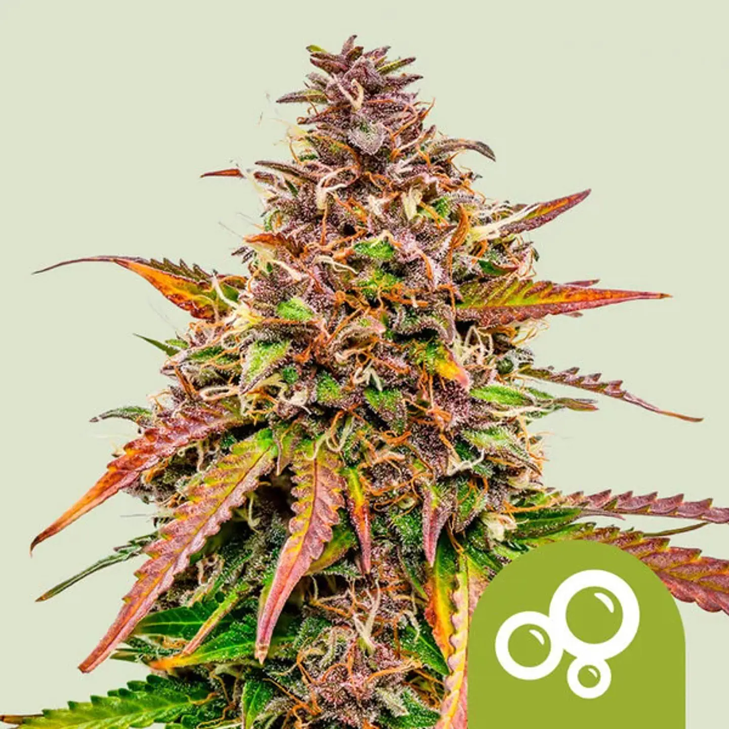 ROYAL BUBBLE KUSH AUTO X3 - ROYAL QUEEN SEEDS 1