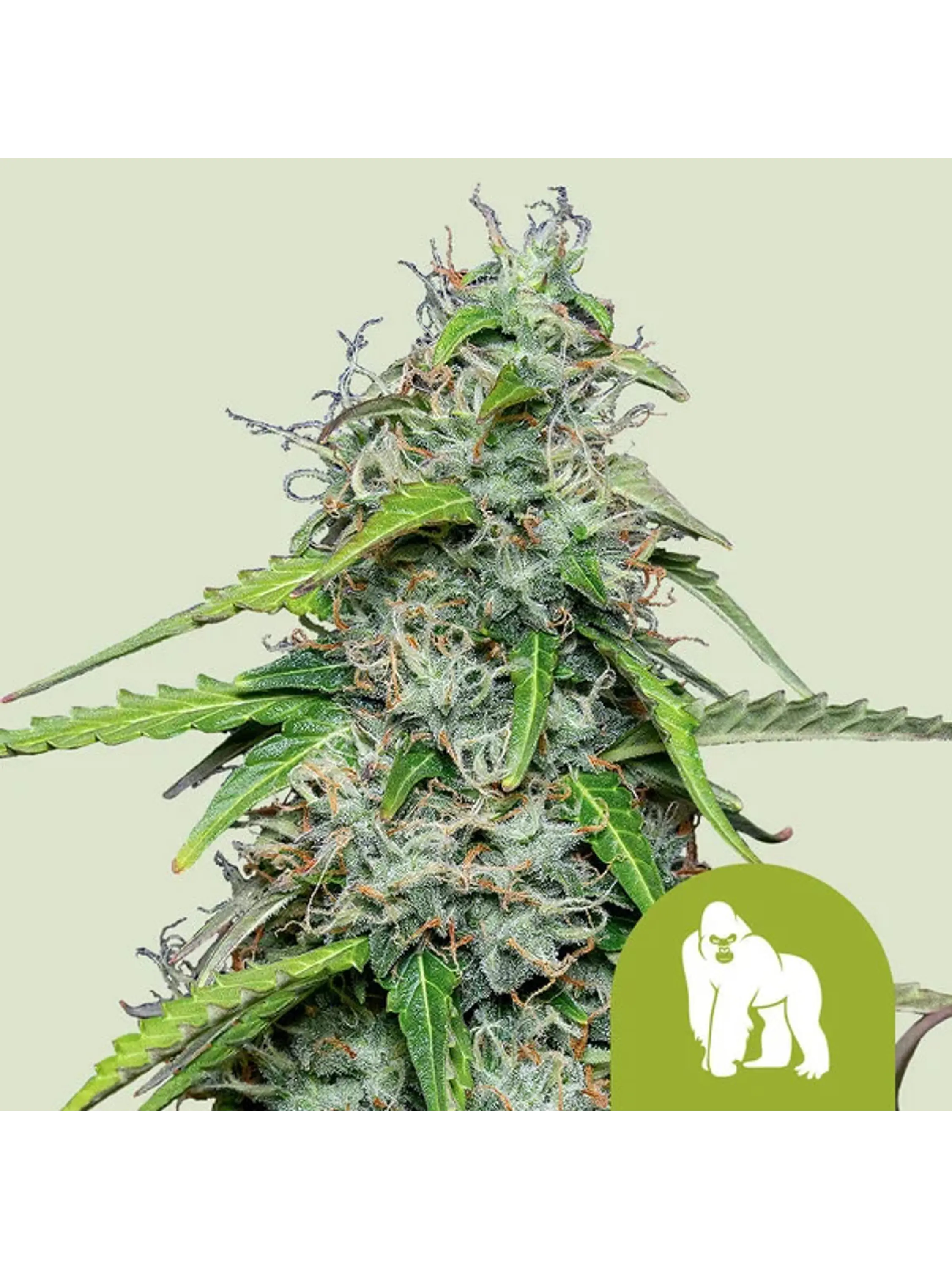 ROYAL GORRILLA USA PREMIUM AUTO X1 - ROYAL QUEEN SEEDS 1