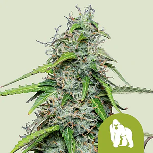 ROYAL GORRILLA USA PREMIUM AUTO X1 - ROYAL QUEEN SEEDS