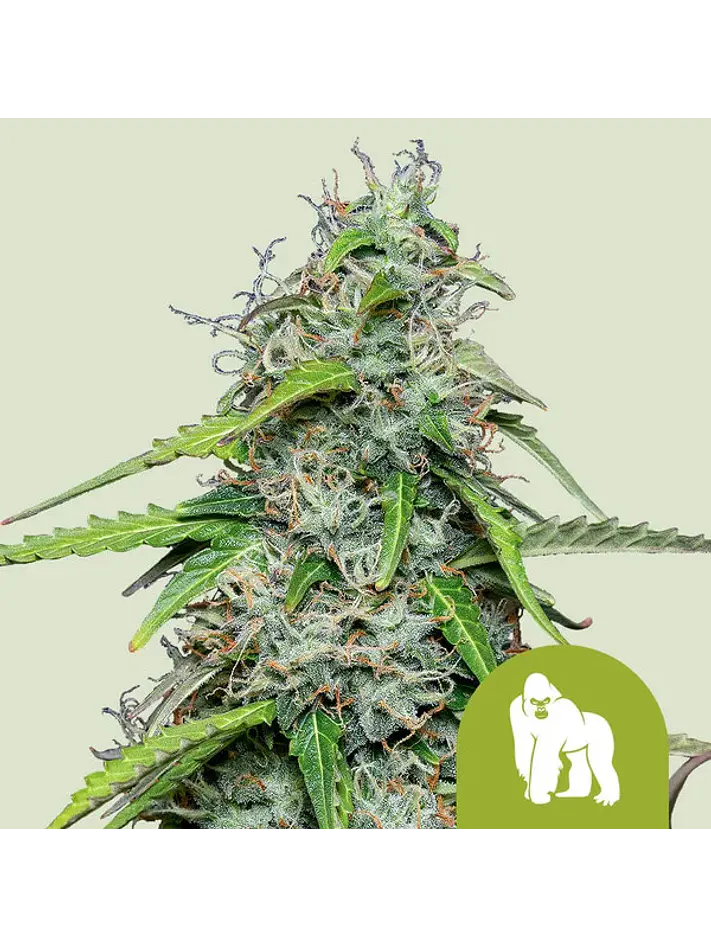 ROYAL GORRILLA USA PREMIUM AUTO X1 - ROYAL QUEEN SEEDS 1