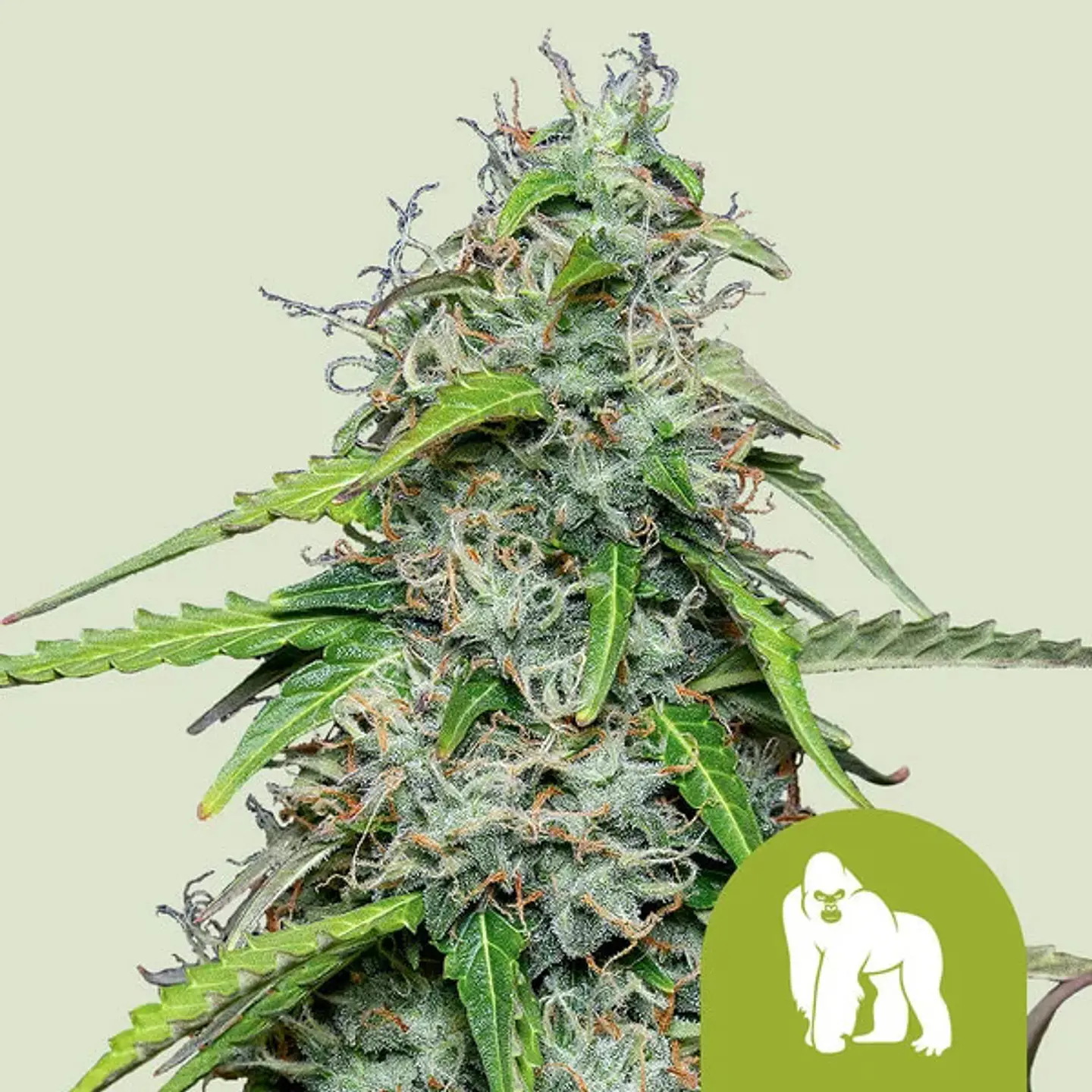 ROYAL GORRILLA USA PREMIUM AUTO X1 - ROYAL QUEEN SEEDS 1