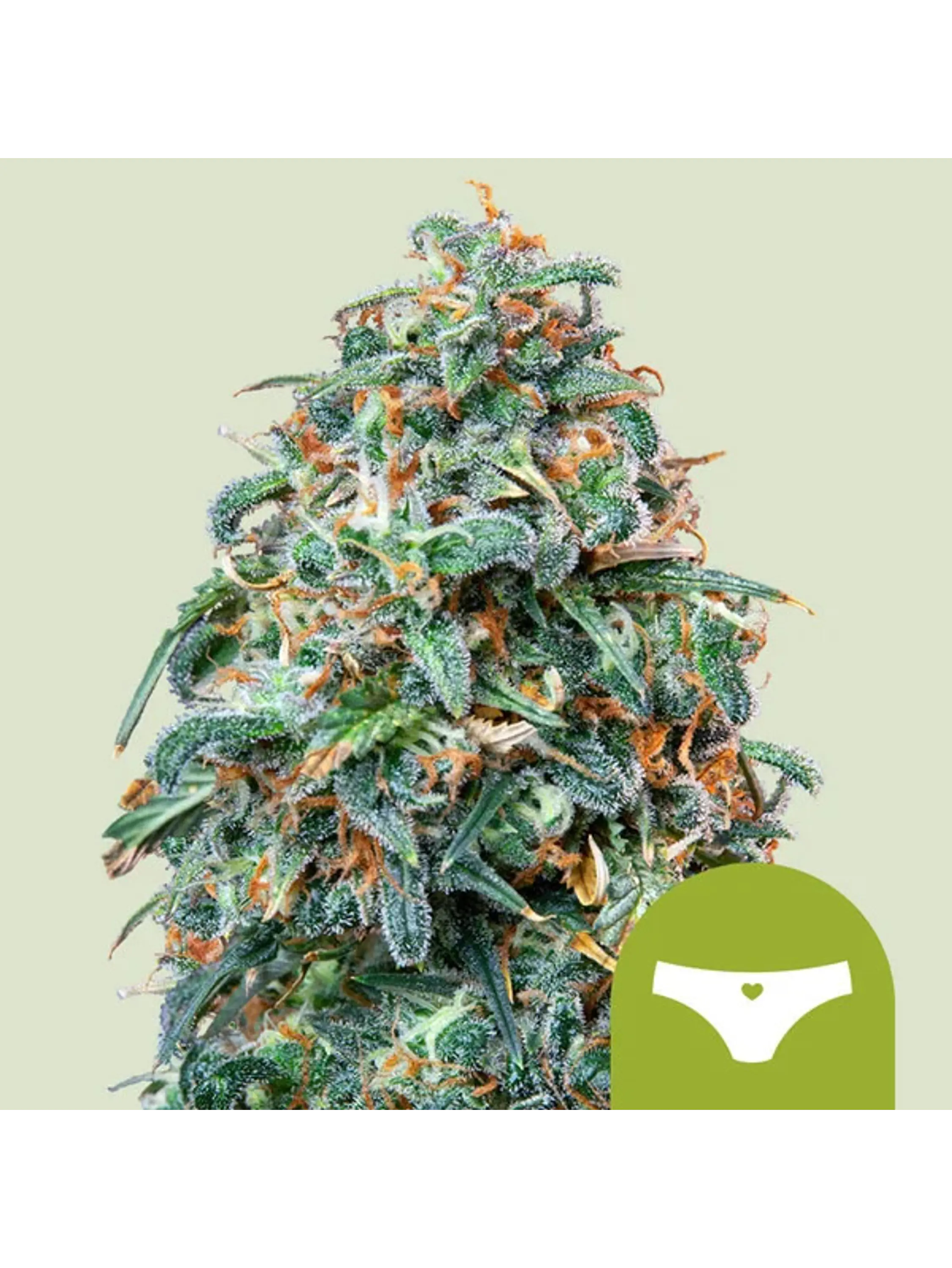 SHERBET QUEEN USA PREMIUM AUTO X1 - ROYAL QUEEN SEEDS 1
